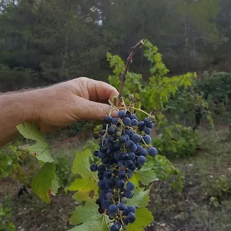 Barko And * Hvar Town